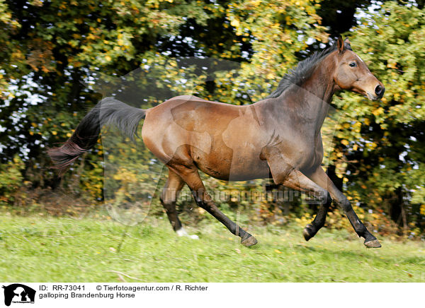 galloping Brandenburg Horse / RR-73041
