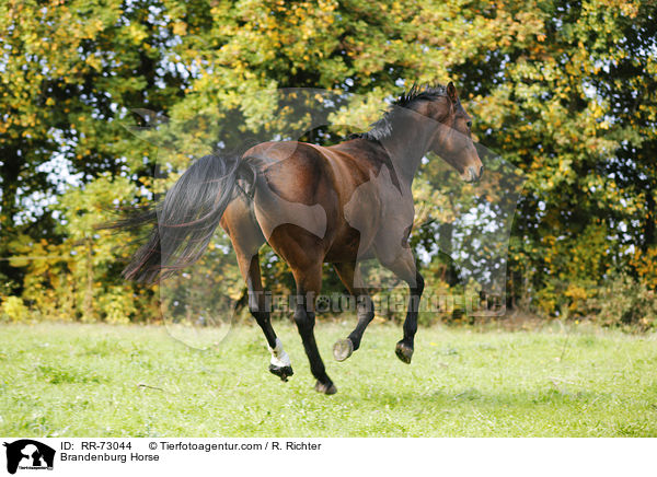 Brandenburg Horse / RR-73044