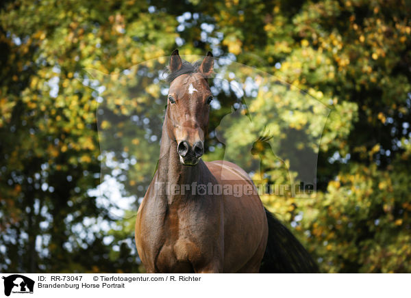 Brandenburger Portrait / Brandenburg Horse Portrait / RR-73047
