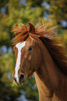 Brandenburg Horse Portrait