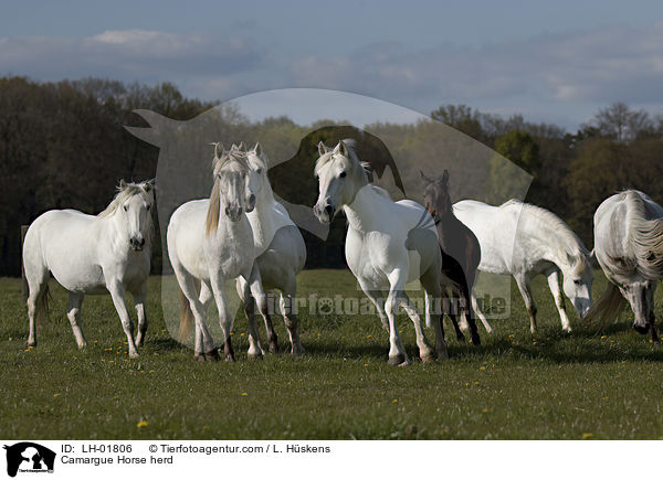 Camargue-Pferdeherde / Camargue Horse herd / LH-01806