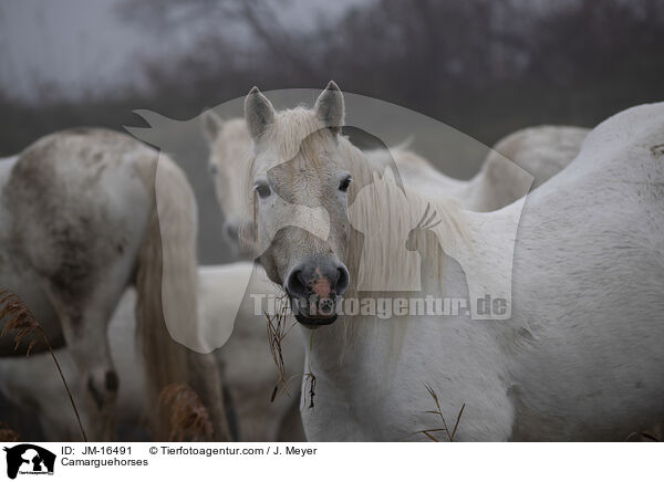 Camargue-Pferde / Camarguehorses / JM-16491