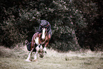 Clydesdale stallion