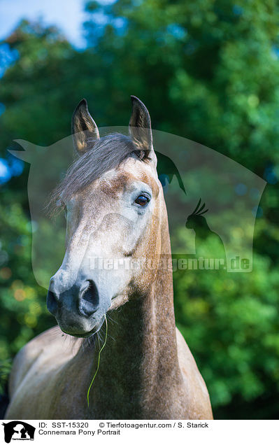 Connemara Pony Portrait / SST-15320