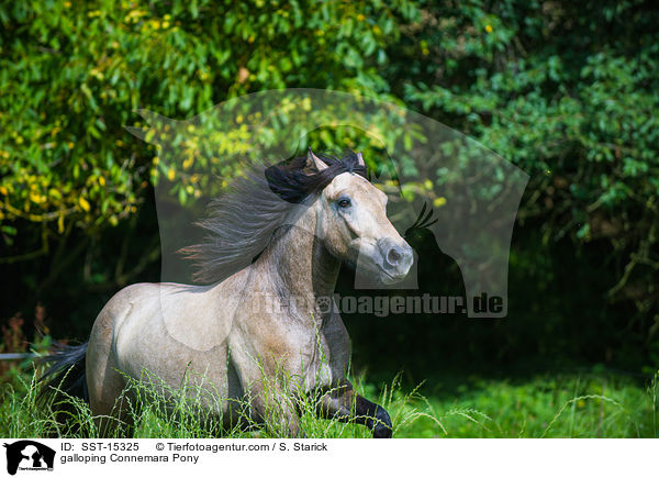 galloping Connemara Pony / SST-15325
