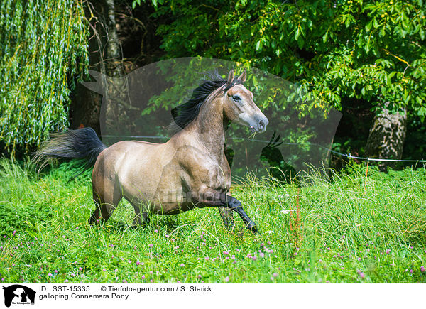galloping Connemara Pony / SST-15335