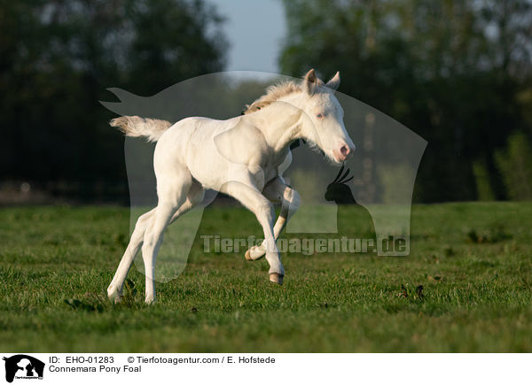 Connemara Pony Foal / EHO-01283