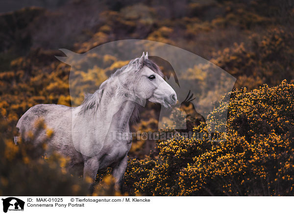 Connemara Portrait / Connemara Pony Portrait / MAK-01025