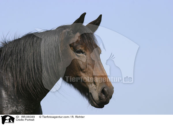 Criollo Portrait / Criollo Portrait / RR-06089