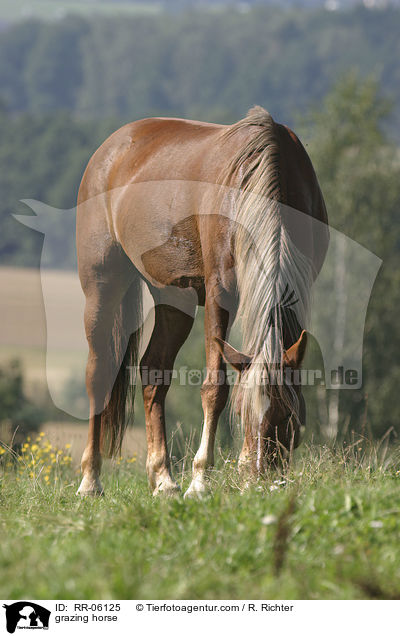 grasendes Criollo / grazing horse / RR-06125