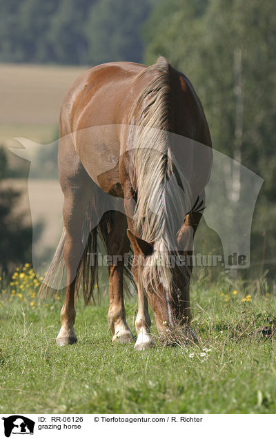grasendes Criollo / grazing horse / RR-06126