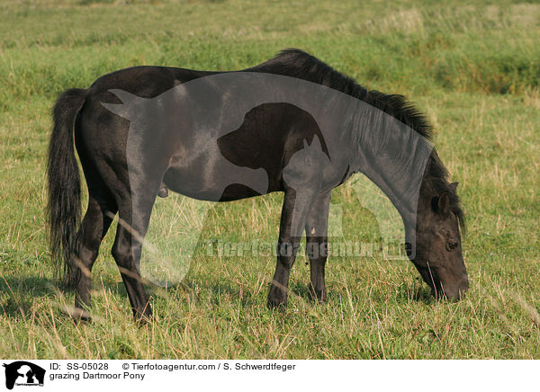 grazing Dartmoor Pony / SS-05028