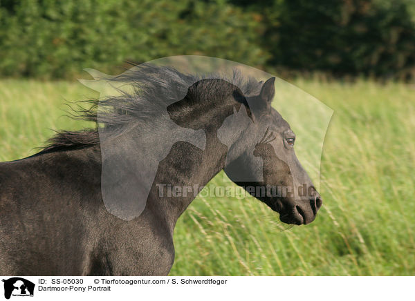 Dartmoor-Pony Portrait / SS-05030