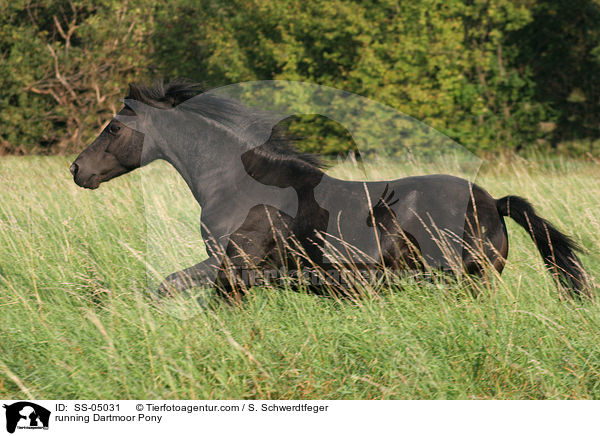 running Dartmoor Pony / SS-05031