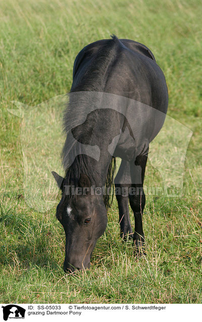 grazing Dartmoor Pony / SS-05033