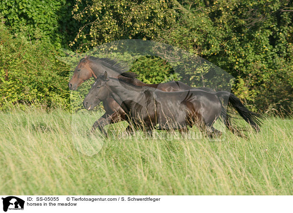 Pferde auf der Weide / horses in the meadow / SS-05055