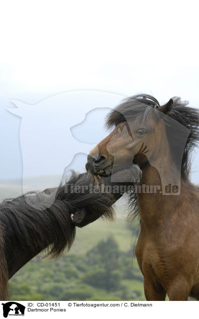 Dartmoor Ponies / CD-01451