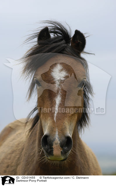 Dartmoor Pony Portrait / CD-01455