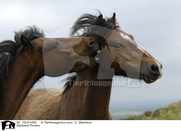 Dartmoor Ponies / CD-01456