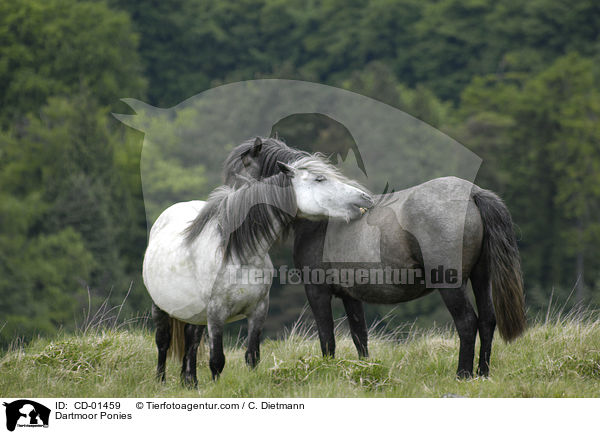 Dartmoor Ponies / CD-01459