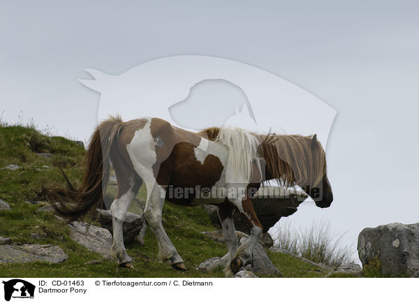 Dartmoor Pony / CD-01463
