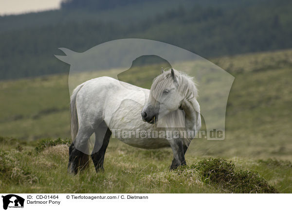 Dartmoor Pony / CD-01464