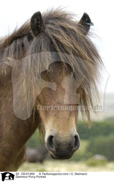 Dartmoor Pony Portrait / CD-01469