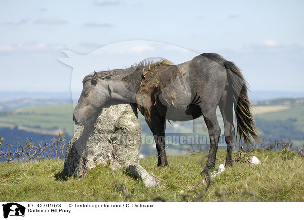 Dartmoor Hill Pony / CD-01678