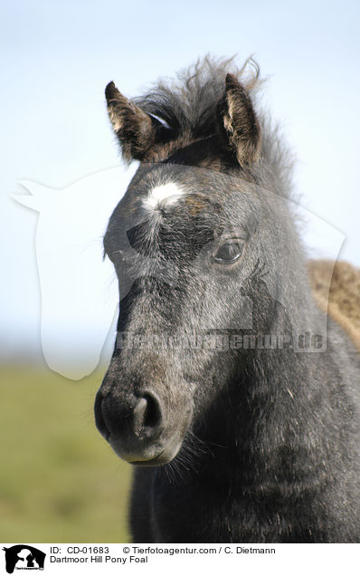 Dartmoor Hill Pony Foal / CD-01683