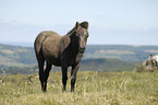 Dartmoor Hill Pony Foal