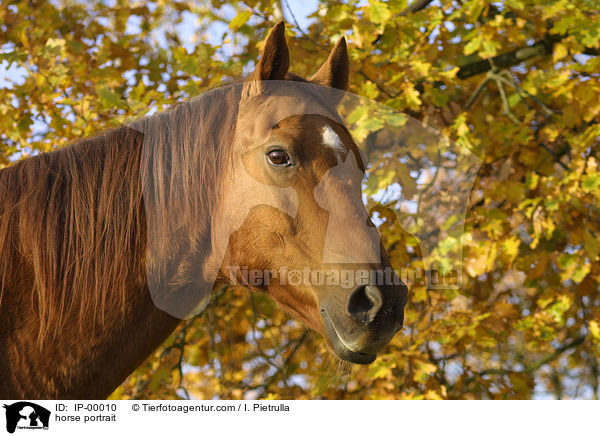horse portrait / IP-00010