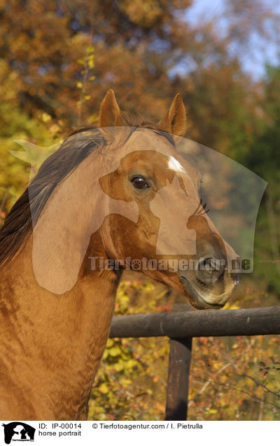 horse portrait / IP-00014