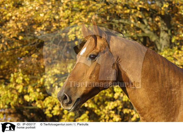 horse portrait / IP-00017