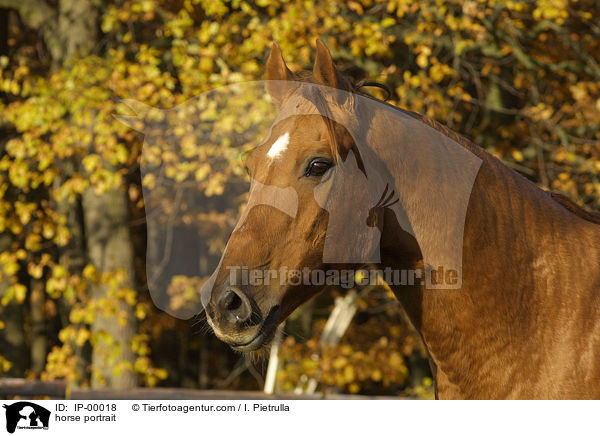 horse portrait / IP-00018