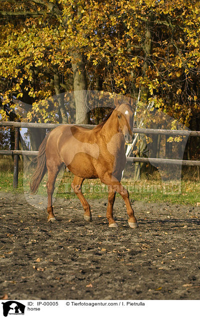 Don-Pferd trabt im Paddock / horse / IP-00005