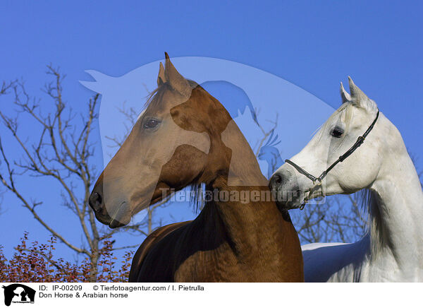 Don Horse & Arabian horse / IP-00209