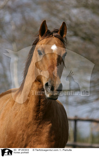 horse portrait / IP-00303