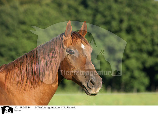 horse / IP-00534