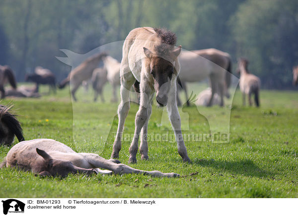 Dlmener Wildpferd / duelmener wild horse / BM-01293