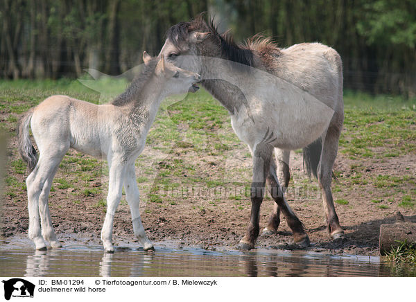 duelmener wild horse / BM-01294