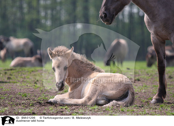 Dlmener Wildpferd / duelmener wild horse / BM-01296