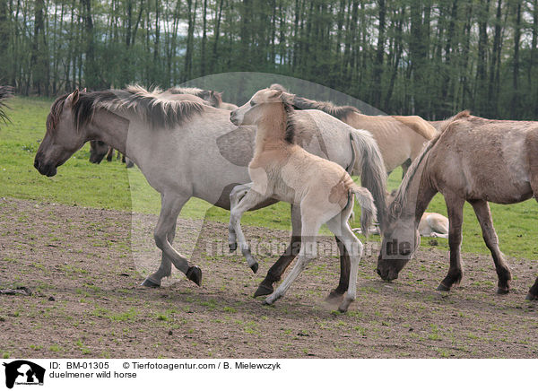 Dlmener Wildpferd / duelmener wild horse / BM-01305