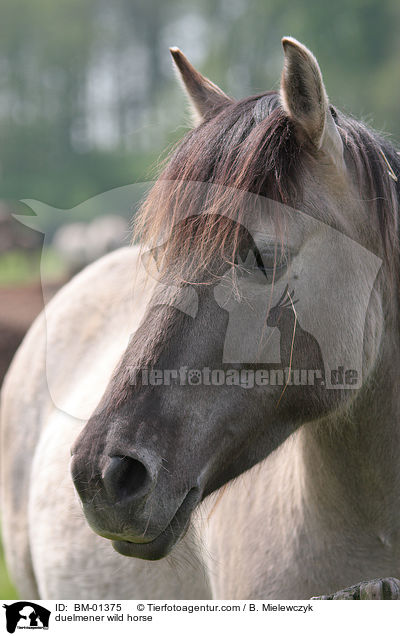 Dlmener Wildpferd / duelmener wild horse / BM-01375