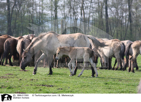 Dlmener Wildpferde / Dlmen horses / BM-01590