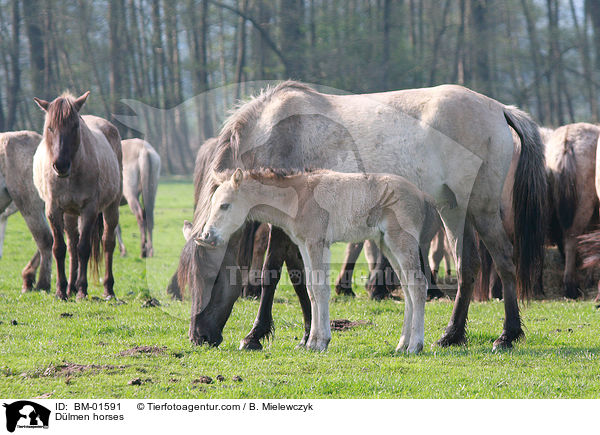 Dlmener Wildpferde / Dlmen horses / BM-01591
