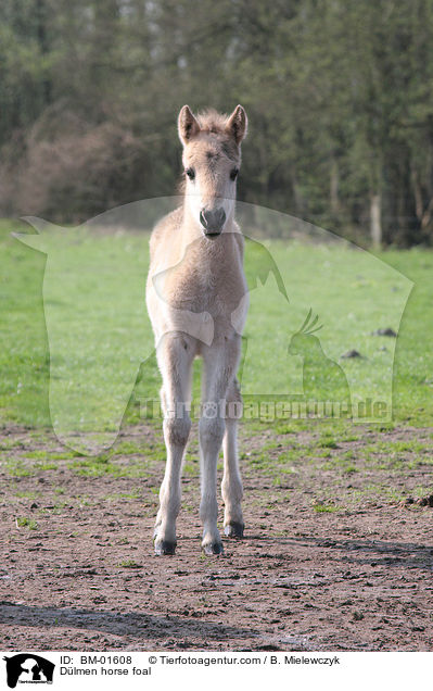 Dlmen horse foal / BM-01608