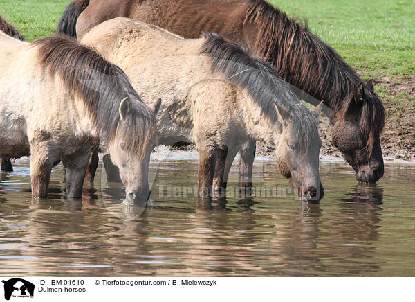 Dlmen horses / BM-01610