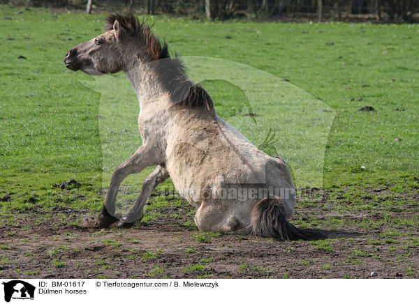 Dlmener Wildpferde / Dlmen horses / BM-01617