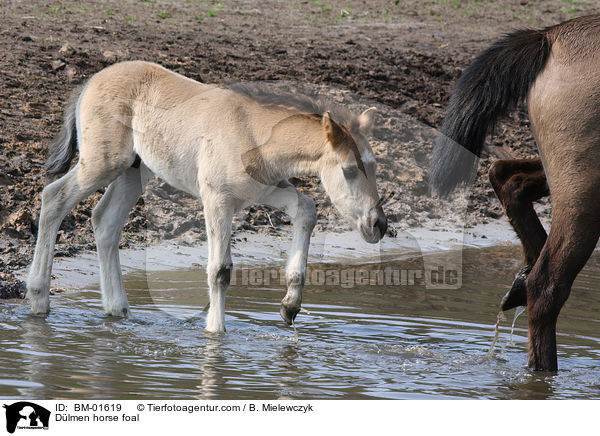 Dlmen horse foal / BM-01619
