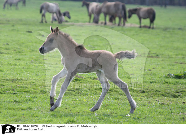 Dlmen horse foal / BM-01629